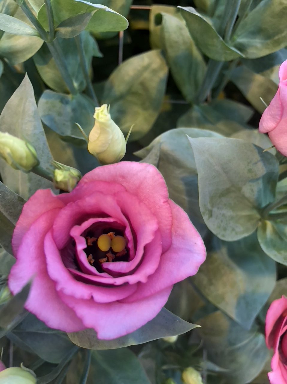 Onze Lisianthus bloementeler Jelle Pippel heeft bijna iedere week een plekje in de boeketten van Bloemenvandeteler.nl