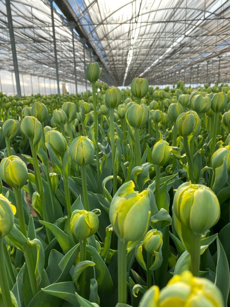 De mooiste XL Tulpen