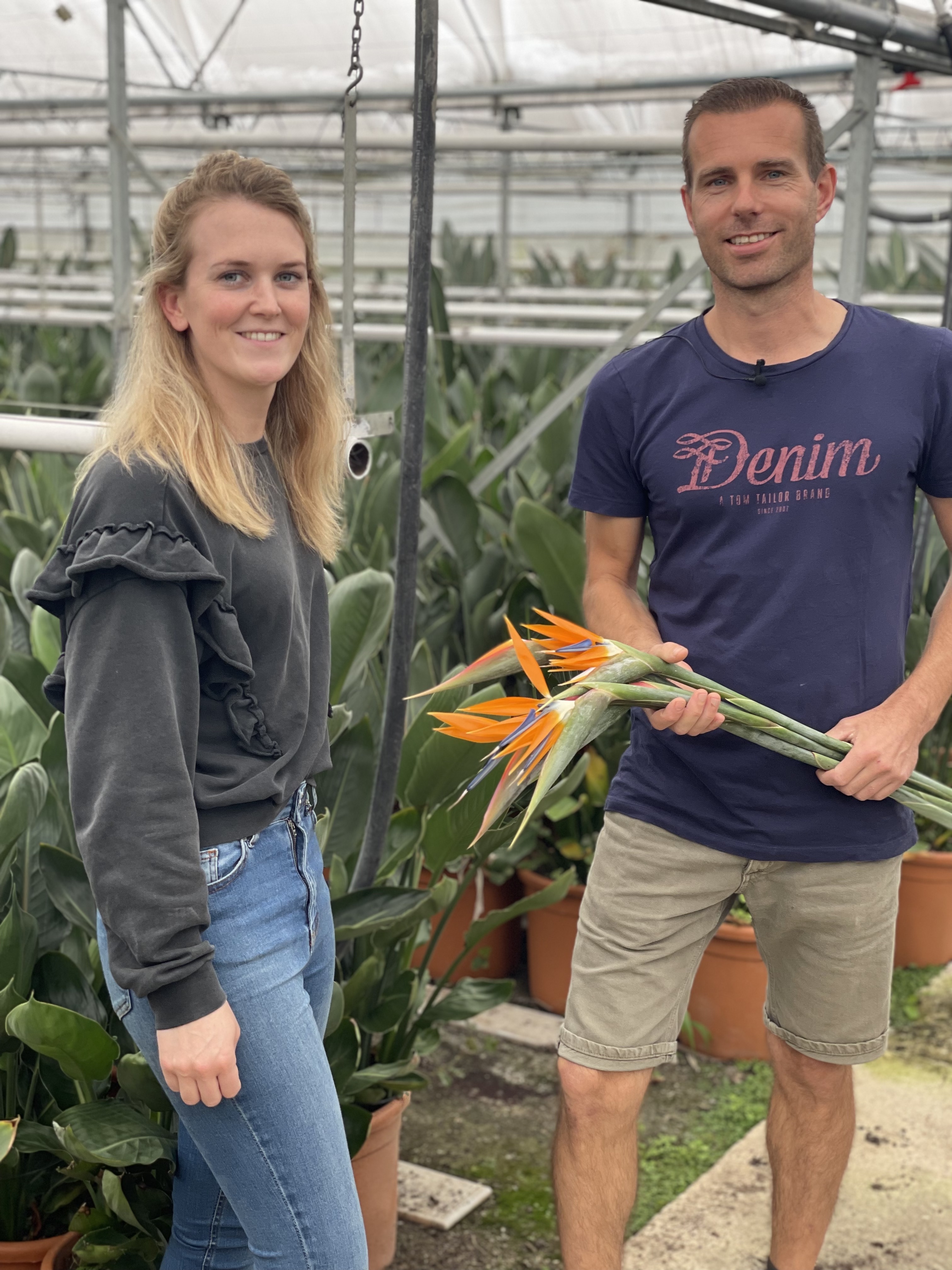 Strelitzia, wat een koningsbloem